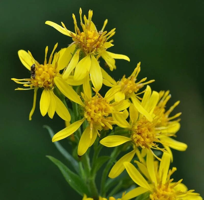 Золотарник солидаго. Золотарник канадский золотая розга. Золотарник обыкновенный трава. Золотарник. Золотарник обыкновенный трава.