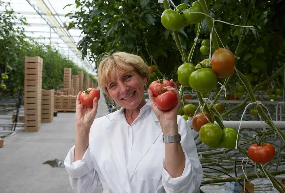 Тепличный южно-сахалинск. Фото совхоз тепличный южно-сахалинск. Совхоз тепличный южно-сахалинск. Совхоз тепличный фетинино. Совхоз тепличный южно-сахалинский.