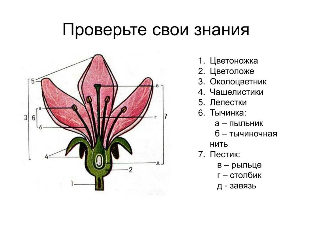 Урок биологии 6 класс строение цветка. Строение цветка цветоложе. цветоложе гинецей. цветок цветоложе околоцветник. строение цветка цветоложе цветоножка.