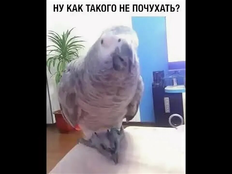 Настоящий говорящий попугай свина. Почухать. Что значит почухать. Почухать спинку. Чухан фото.