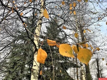 С деревьев облетели последние листья