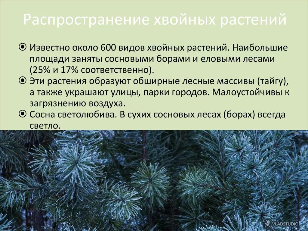 Хвойные растения и их значение. Распространение хвойных. распространение хвойных растений. распространение голосеменных растений. хвойные растения распространенные.