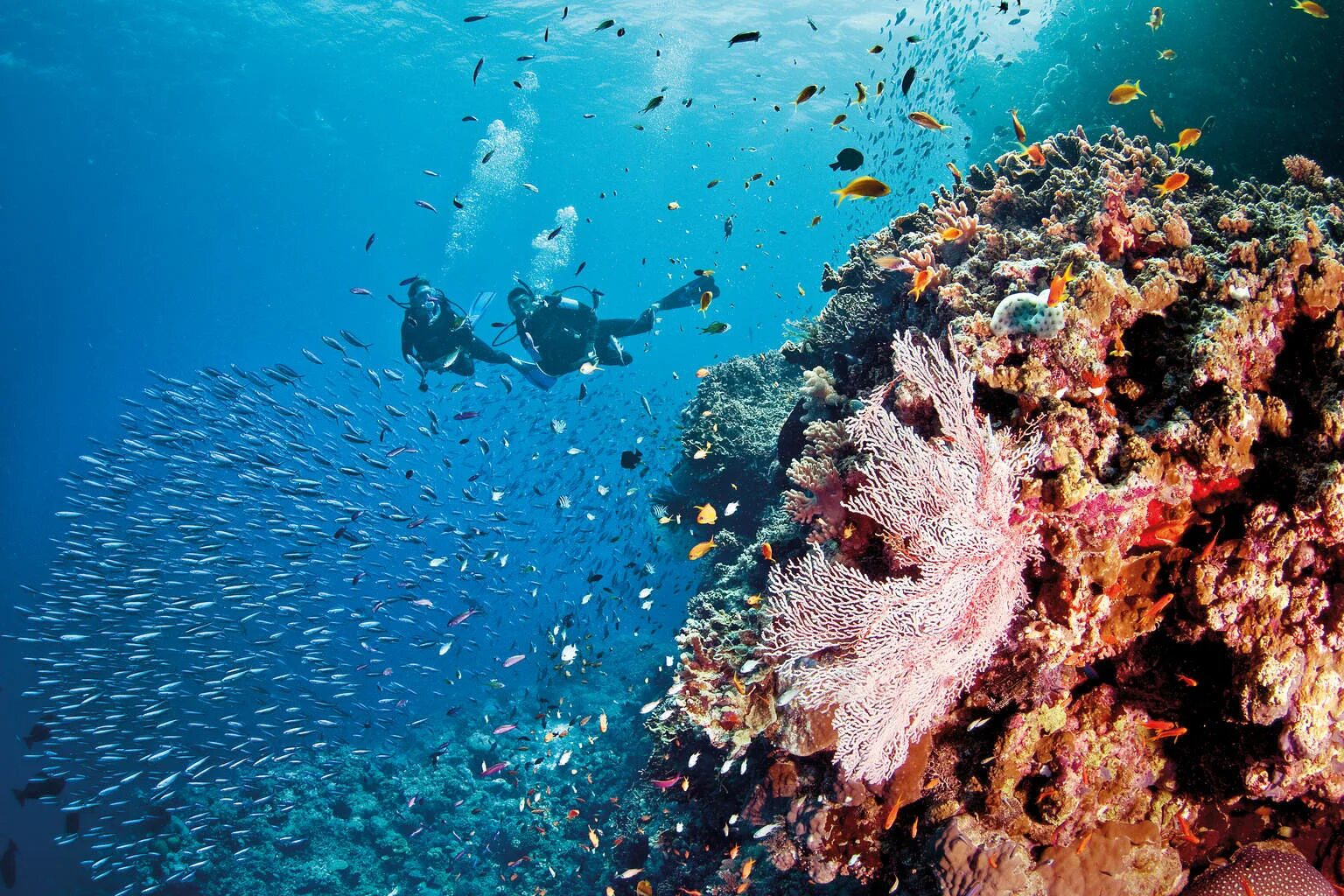 Барьерный риф в Австралии. Большой Барьерный риф (the great Barrier Reef). Большой Барьерный риф (ББР), Австралия. Кораллы на рифе в Австралии.