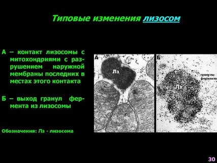Наличие двух мембран лизосома