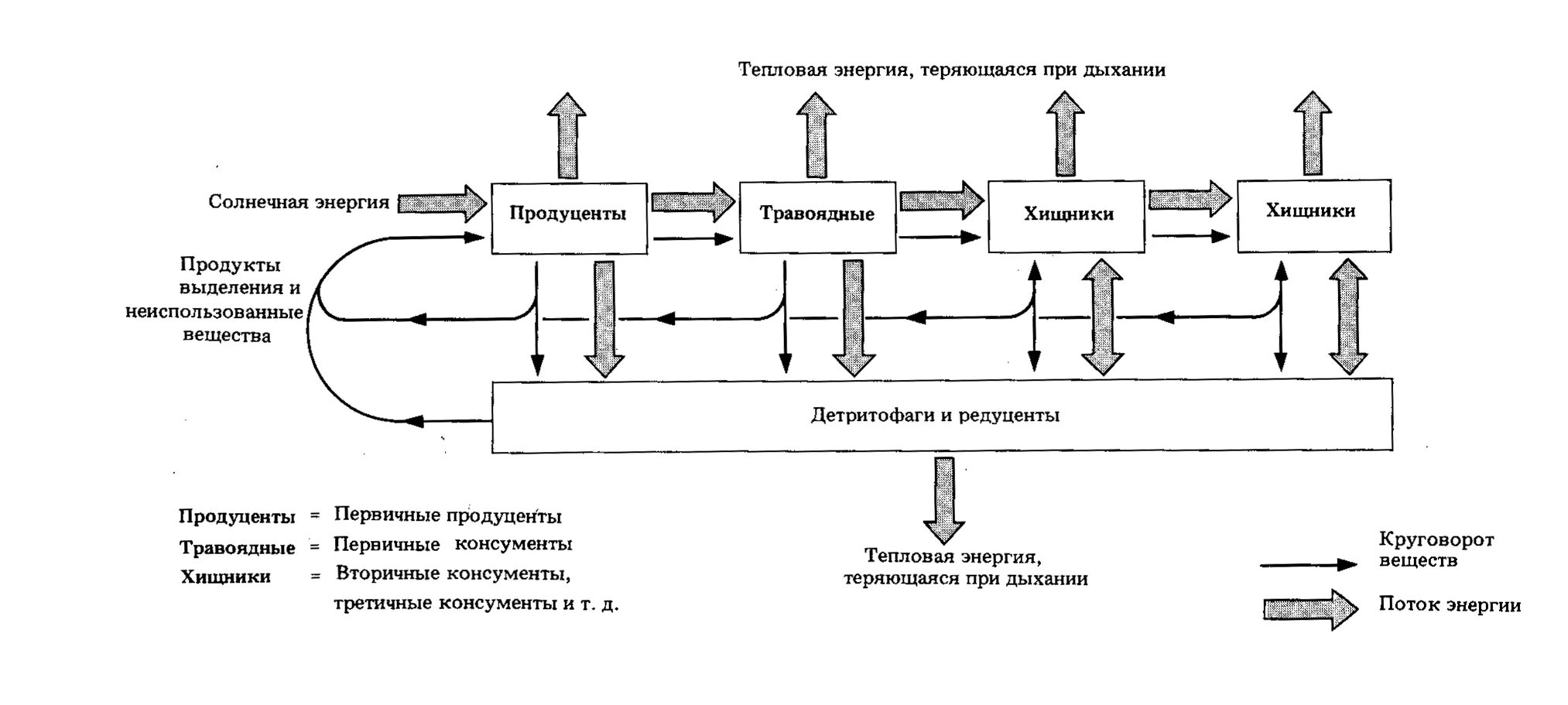 Схема потока энергии в экосистеме. Движение энергии в экосистеме схема. Схема потока питательных веществ в экосистеме. Схема переноса веществ энергии в экосистемах (пищевых сетей и цепей)».