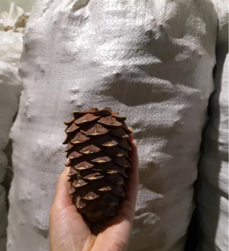 Шишки с орехами. Варенье из еловых шишек. Шишка от кедра. Кедровая сосна шишки. Шишка кедровая каргасок.