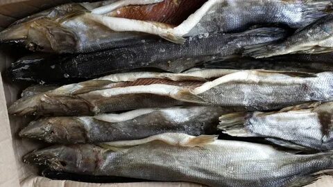 Продать рыбу оптом