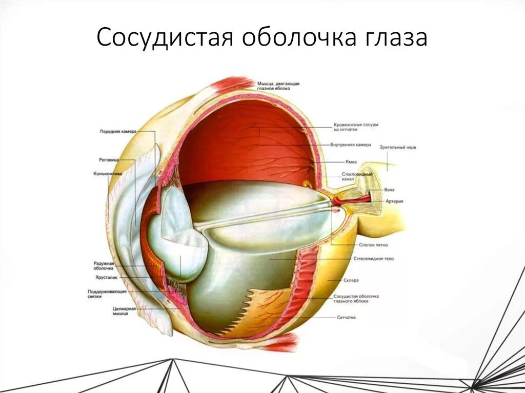 Внутренняя оболочка сосудистая. Сосудистая оболочка глаза строение анатомия. Собственно сосудистая оболочка глаза анатомия. Строение сосудистого тракта глаза. Сосудистая оболочка глазного яблока.