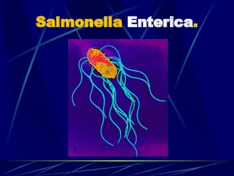 Сальмонелла жнтерика. Сальмонелла энкерика. Сальмонелла энтерика. Salmonella enterica морфология. Salmonella enterica