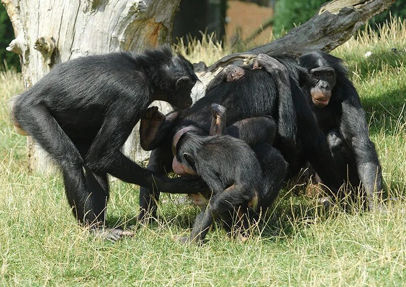 Бонобо обезьяна. Шимпанзе бонобо. Черный мангобей. Бонобо спаривание.