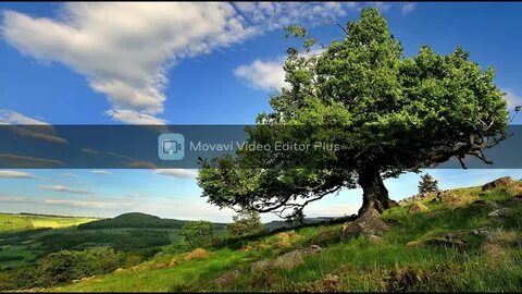 Could tree