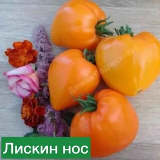 Сорт лискин нос