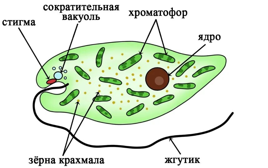 Какой органоид у эвглены зеленой. Ядерный аппарат эвглены зеленой. Органоиды эвглены зеленой. Светочувствительный глазок у зелёной эвглены. Строение жгутика эвглены зеленой.