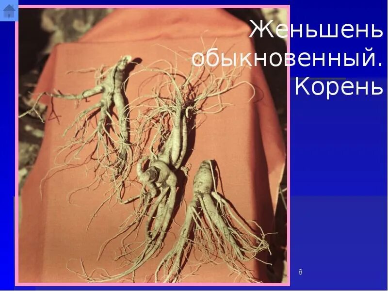 Образ корне. Женьшень обыкновенный гербарий. Мясистое корневище. Цветы на корне женьшеня. Растение корень похож на человека.