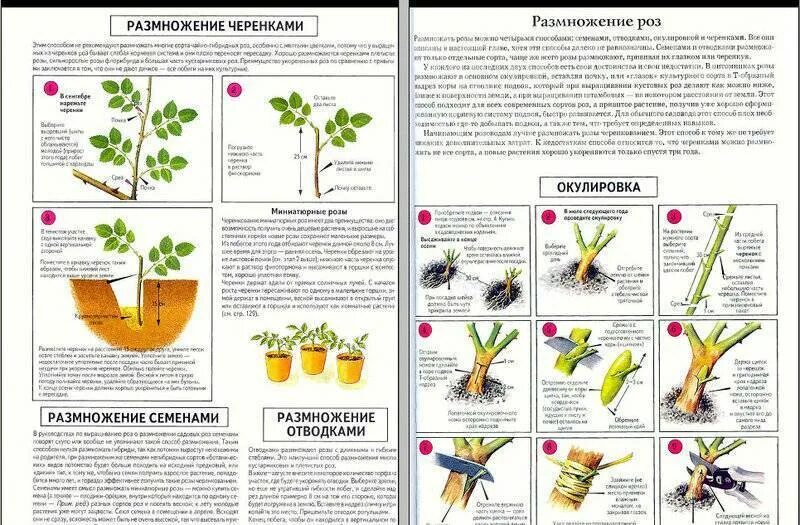 Как вырастить розу из черенка весной. Размножение роз черенками летом. размножение роз одревесневшими черенками. размножение плетущихся роз черенками летом.