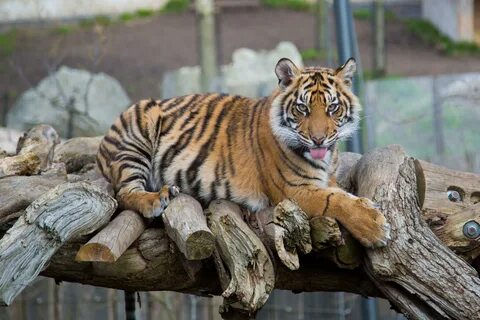 Of the tiger