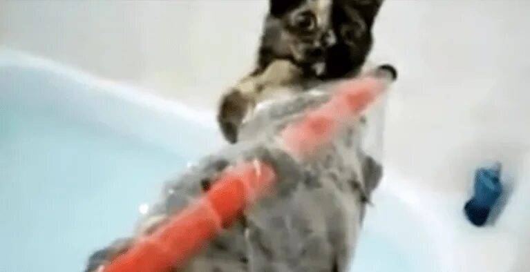 1 boy 2 kittens original