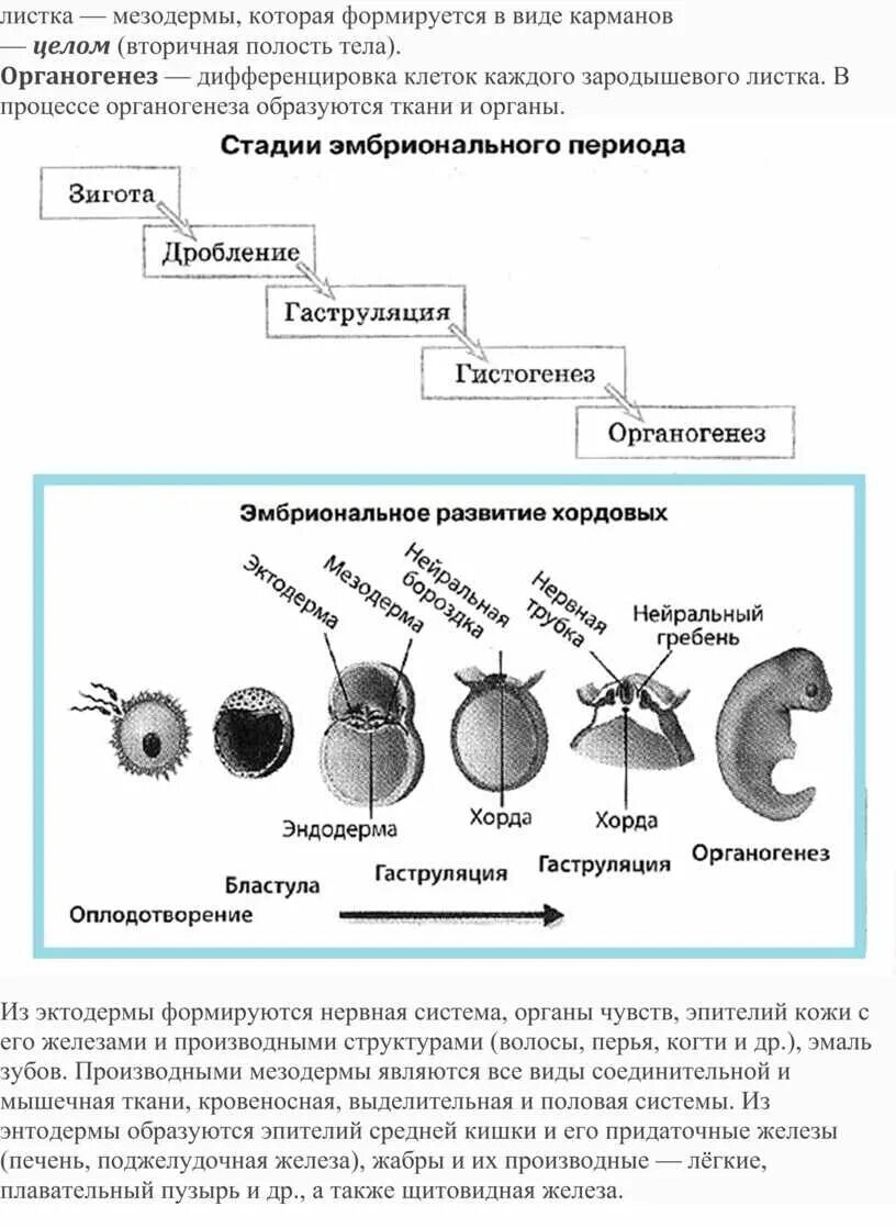 Онтогенез эмбриональное развитие животных. Стадий эмбрионального развития хордовых. стадии эмбрионального развития человека схема. этапы эмбрионального развития у животных схема. эмбриональный период онтогенеза схема.