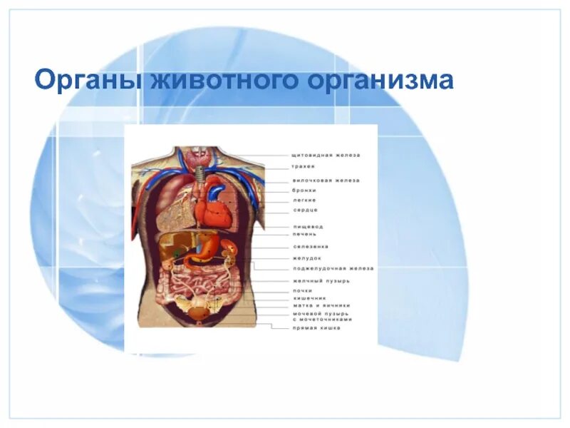 Органы животных. Организм человека. Органы человека 5 класс биология. Любой орган в организме