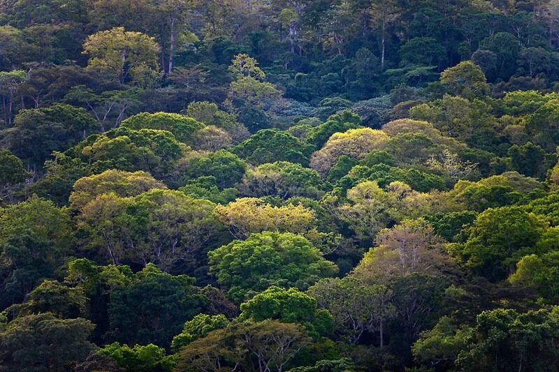 Amazon borneo congo. Впадина Конго. Котловина Конго. Экваториальные джунгли Конго. Тропические леса Конго.