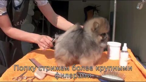 Щенок шпица чешется
