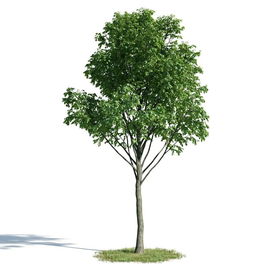 Дерево для 3д Макс. Модель дерева. Дерево 3д. Деревья для моделирования. Дерево в 3 d