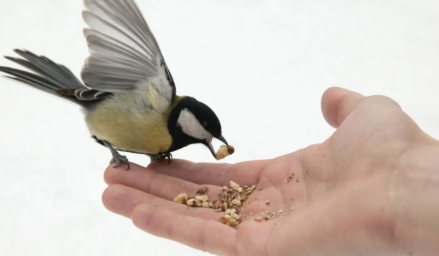 Синичка клюет. Синички едят хлебные крошки. Кормление синичек. Кормушка для птиц. Птичка клюет зернышки.