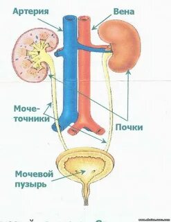 Проток почки