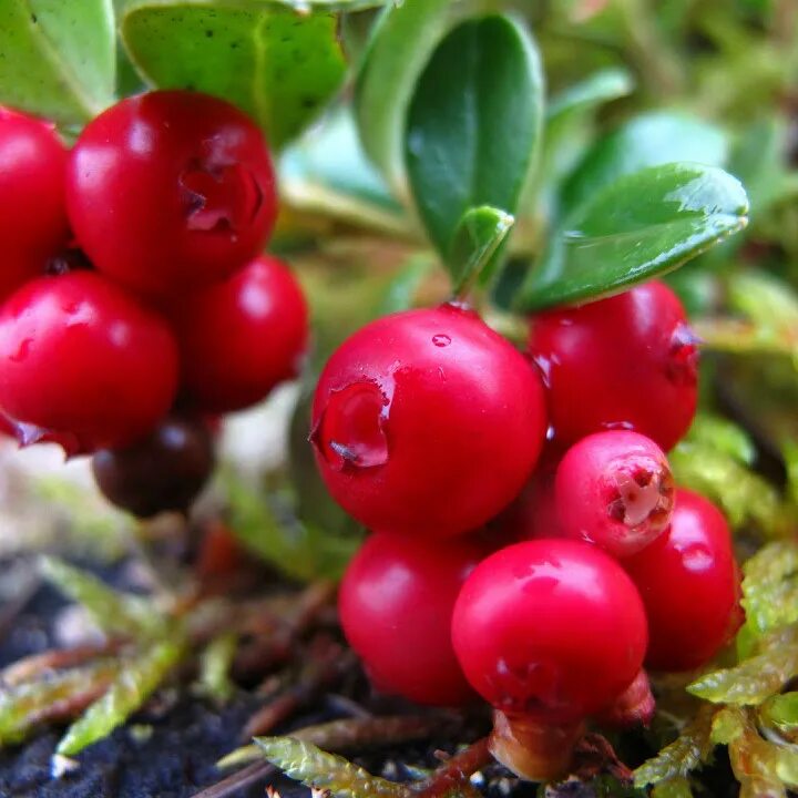 Толокнянка и брусника. Брусника обыкновенная Koralle. Брусника обыкновенная (Vaccinium Vitis-idaea). Vaccinium Vitis-idaea Koralle брусника коралл.