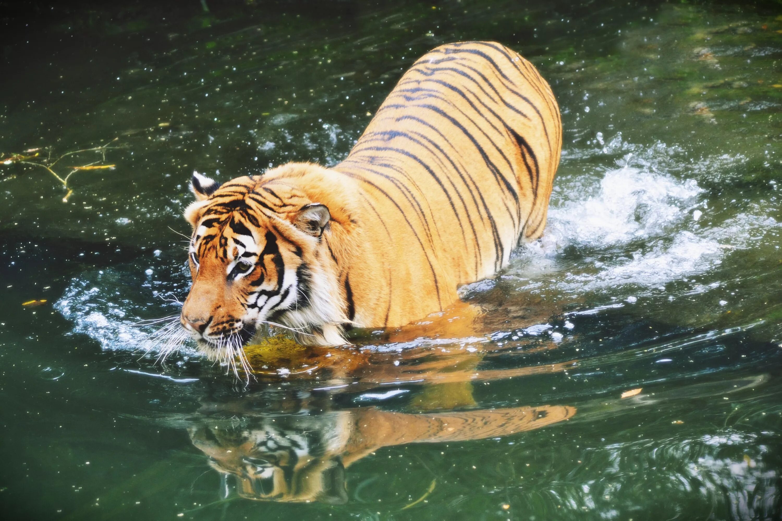 Wildlife in danger. Млекопитающие. Тигр купается. Рыба тигр. Картинки млекопитающих животных.