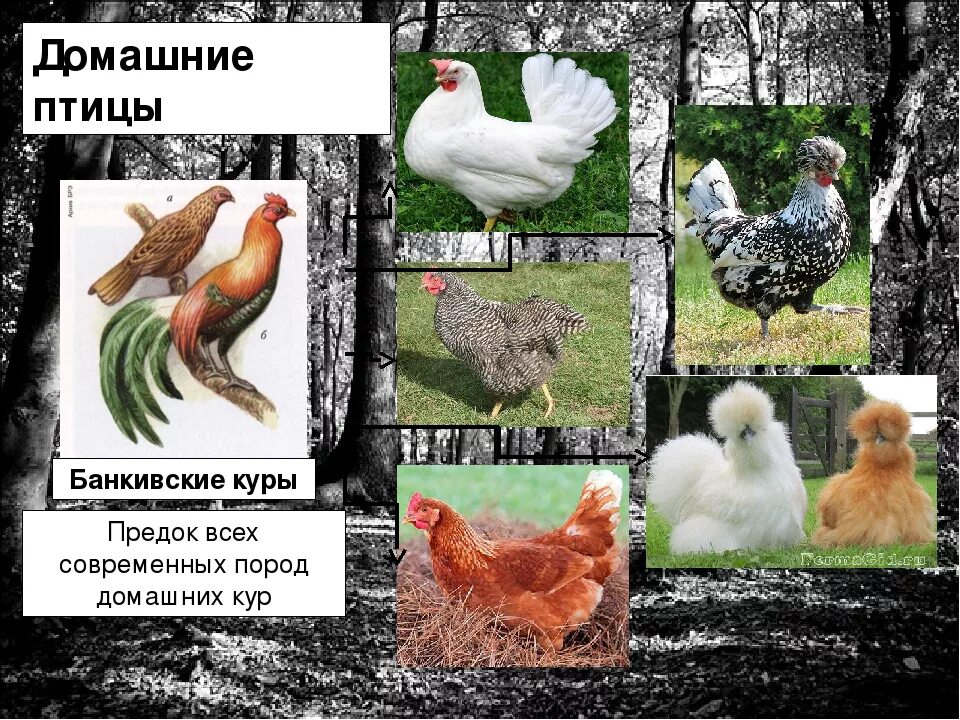 Породы птиц. Птицеводство породы птиц. Разнообразие домашних птиц. Домашние птицы породы.
