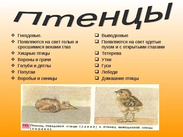 К птенцовым птицам относятся. Выводковые птицы. К выводковым птицам относят. Выводковые и гнездовые птицы кратко. Гнездовые птицы и выводковые птицы примеры.