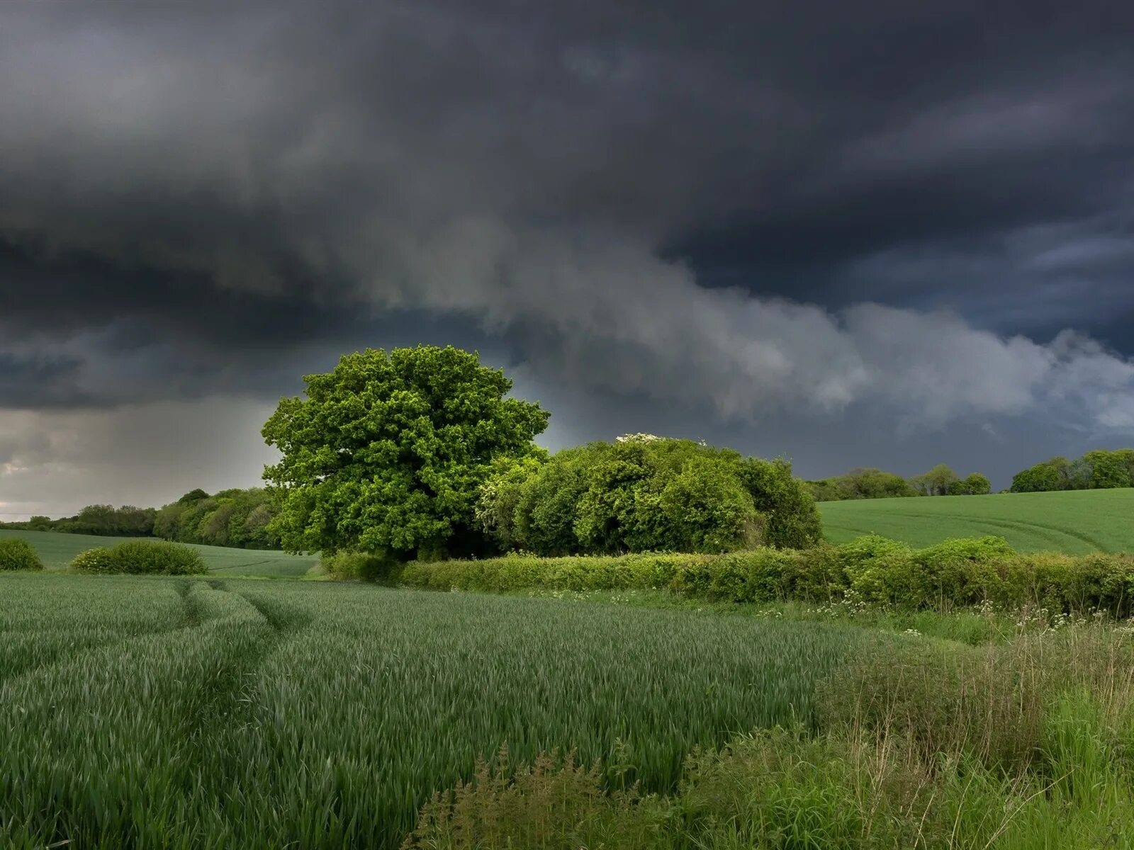 Поле пасмурно. Пейзаж с облаками. Туча тучка река речка. Пасмурные тучи. Лес перед грозой.