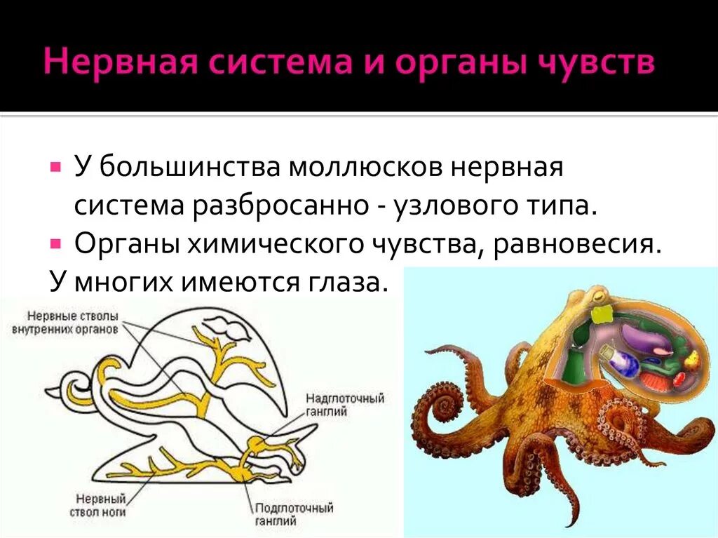 Нервная система моллюсков 7 класс биология. Тип нервной системы у моллюсков. Анатомия головоногих. Тип моллюски нервная система.