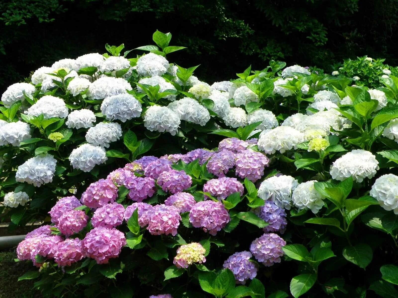 Как вырастить пышный куст. Гортензия садовая крупнолистная. Фенхель огородный. Гортензия древовидная grandiflora. Гортензия древовидная annabelle.