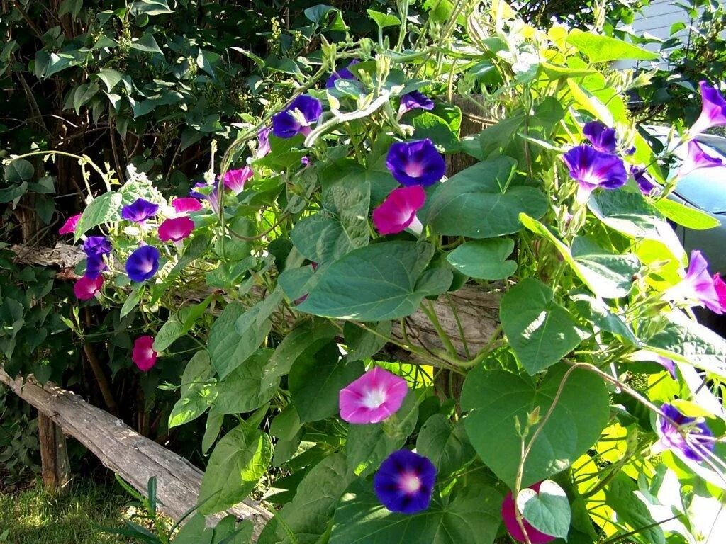 Ипомея вьюнок. Ипомея росток росток. Ипомея перистолистная. Какую ипомею запретили выращивать. Какую ипомею запретили выращивать.