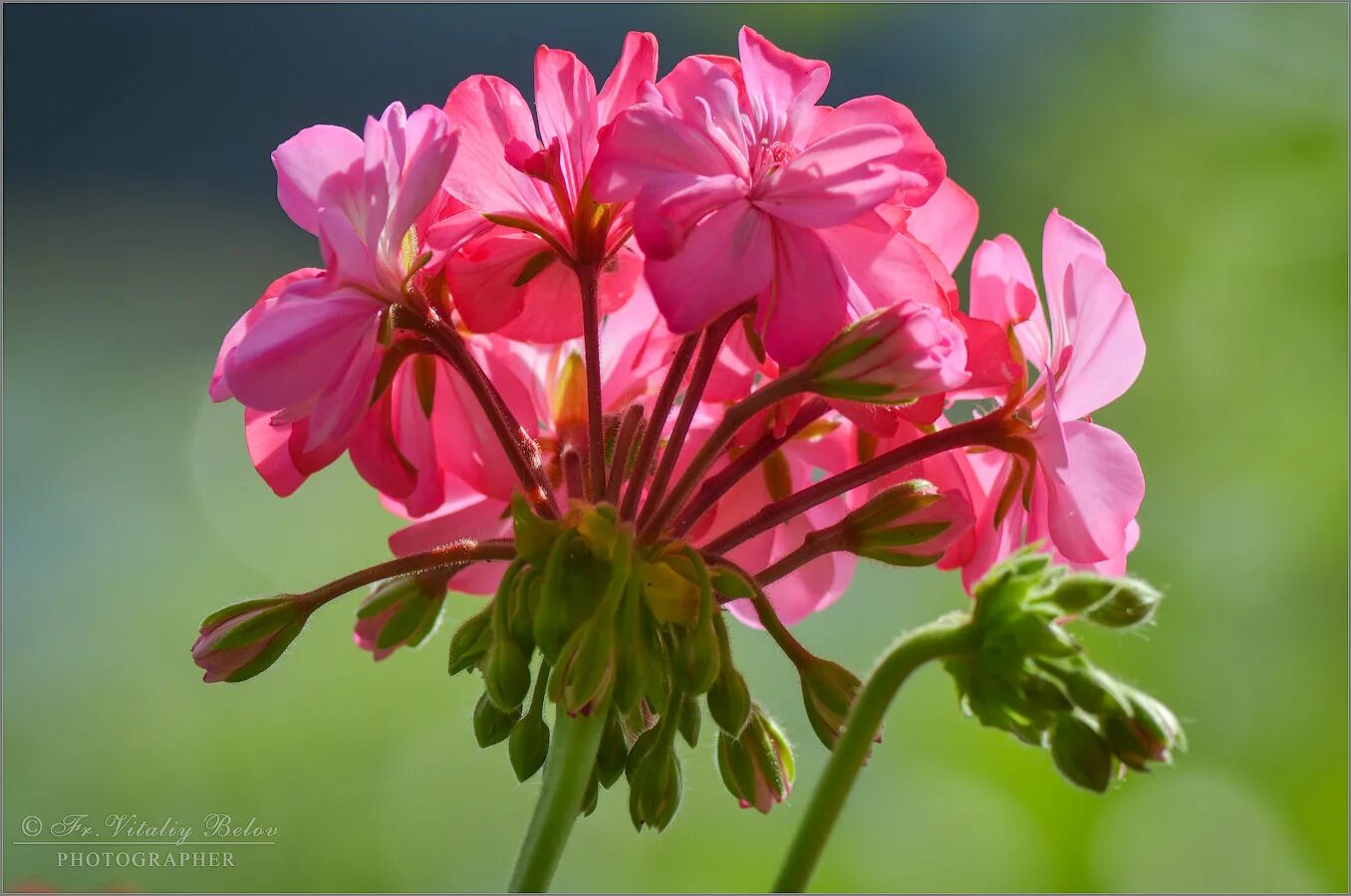 Чтоб цвела герань. Pink Geranium пеларгония. Пеларгония капри. Rookley пеларгония. Пеларгония Whisper.