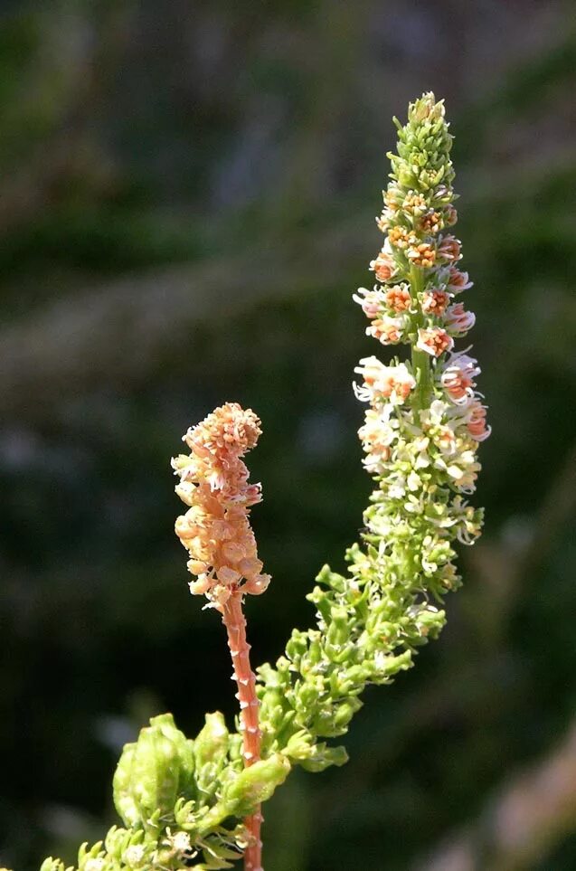 Резеда. Резеда растение. Растение Резеда душистая. Reseda odorata. Слушать резеду