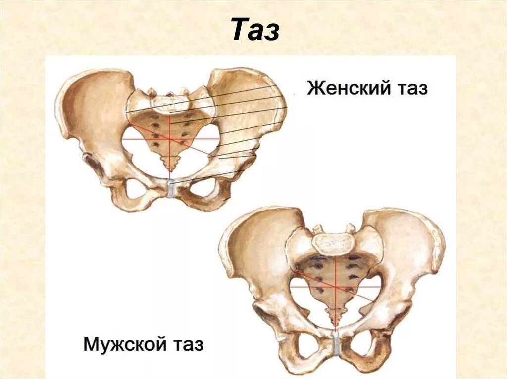 Кости таза анатомия мужчины и женщины. Кости таза анатомия мужчины. Тазовая кость анатомия человека. Различия мужского и женского таза.