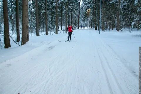 Сыктывкар лыжная трасса