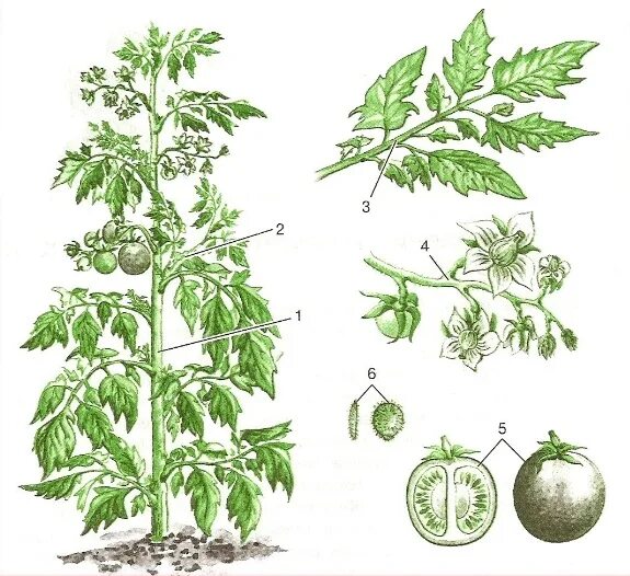 Внутреннее строение томата. Строение саженца томата. Схема пасынкования томатов. Пасынкование томатов. Строение куста томата.