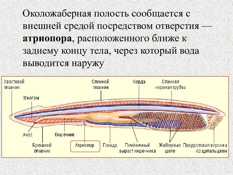 Назовите характерные признаки хордовых