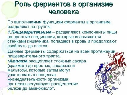 Все ли живые организмы содержат фермент