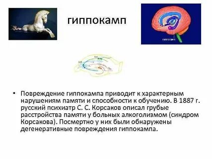 Гиппокамп это