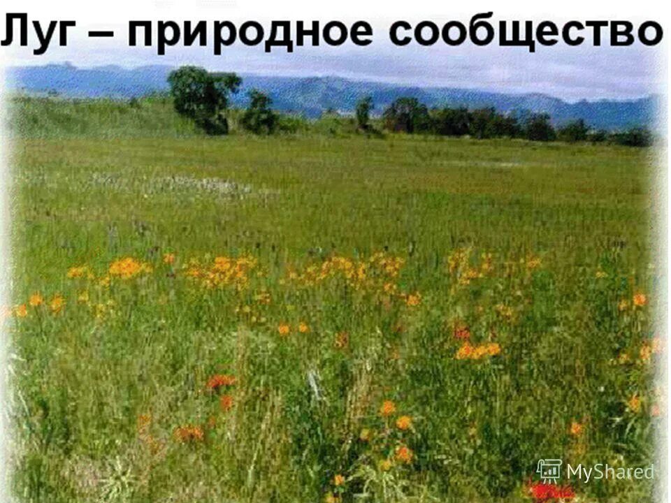 Разнообразие природных сообществ луга. Природное сообщество луг. природное сообщество на лугу. экосистема луг. экосистема луга.
