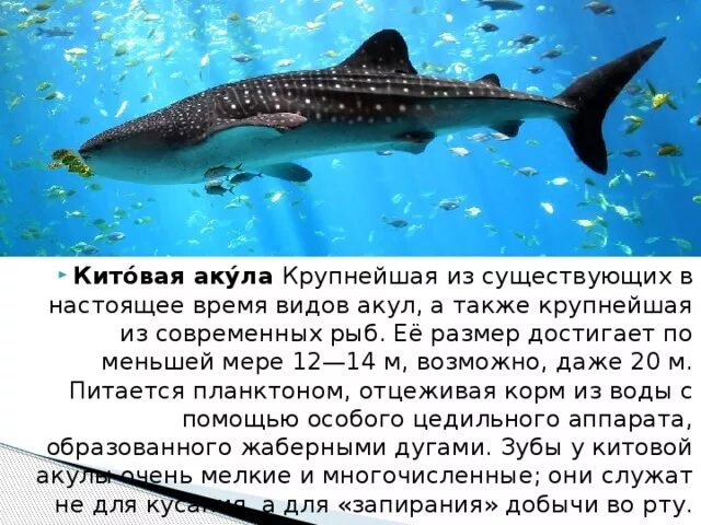 Тип текста акула. Китовая акула доклад 2 класс. доклад о китовой акуле. китовая акула информация. интересные факты о китовой акуле.