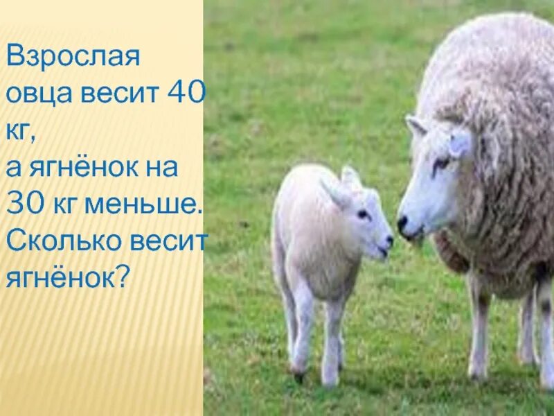Вес овцы. Средний вес овцы. Вес барана. Средняя масса овцы. Сколько вес барана