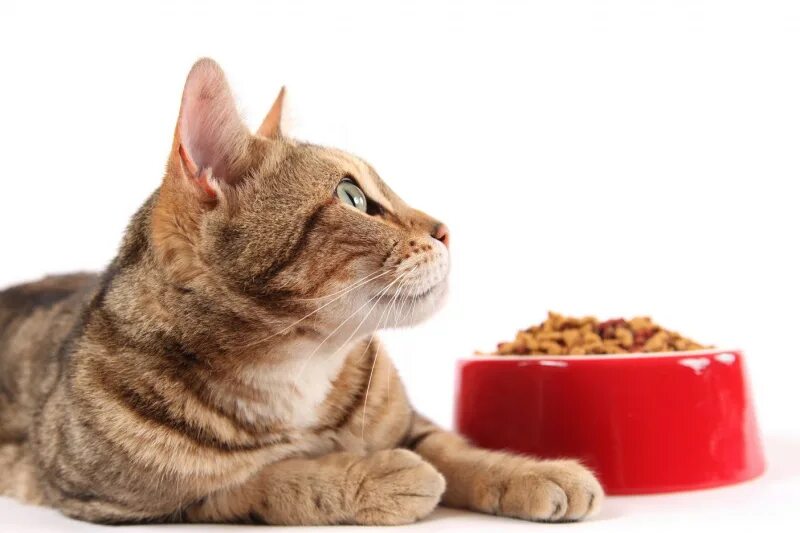 Корм для кошек. Кот кушает. Еда для кошек. Миска для кошек. Можно собакам кошачий сухой корм