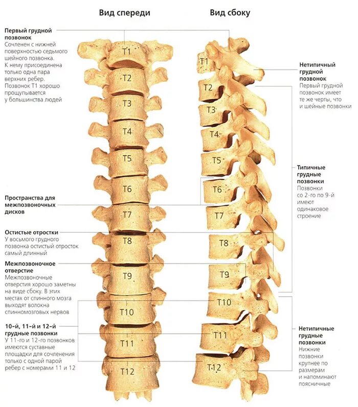 Грудной отдел позвоночника (12 позвонков) (vertebrae Thoracales). Позвонок т12 грудного отдела позвоночника. Грудной отдел позвоночника вид спереди. Диск позвоночника th12-l1. Остеохондроз с7