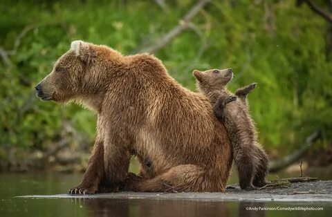 Wildlife photos